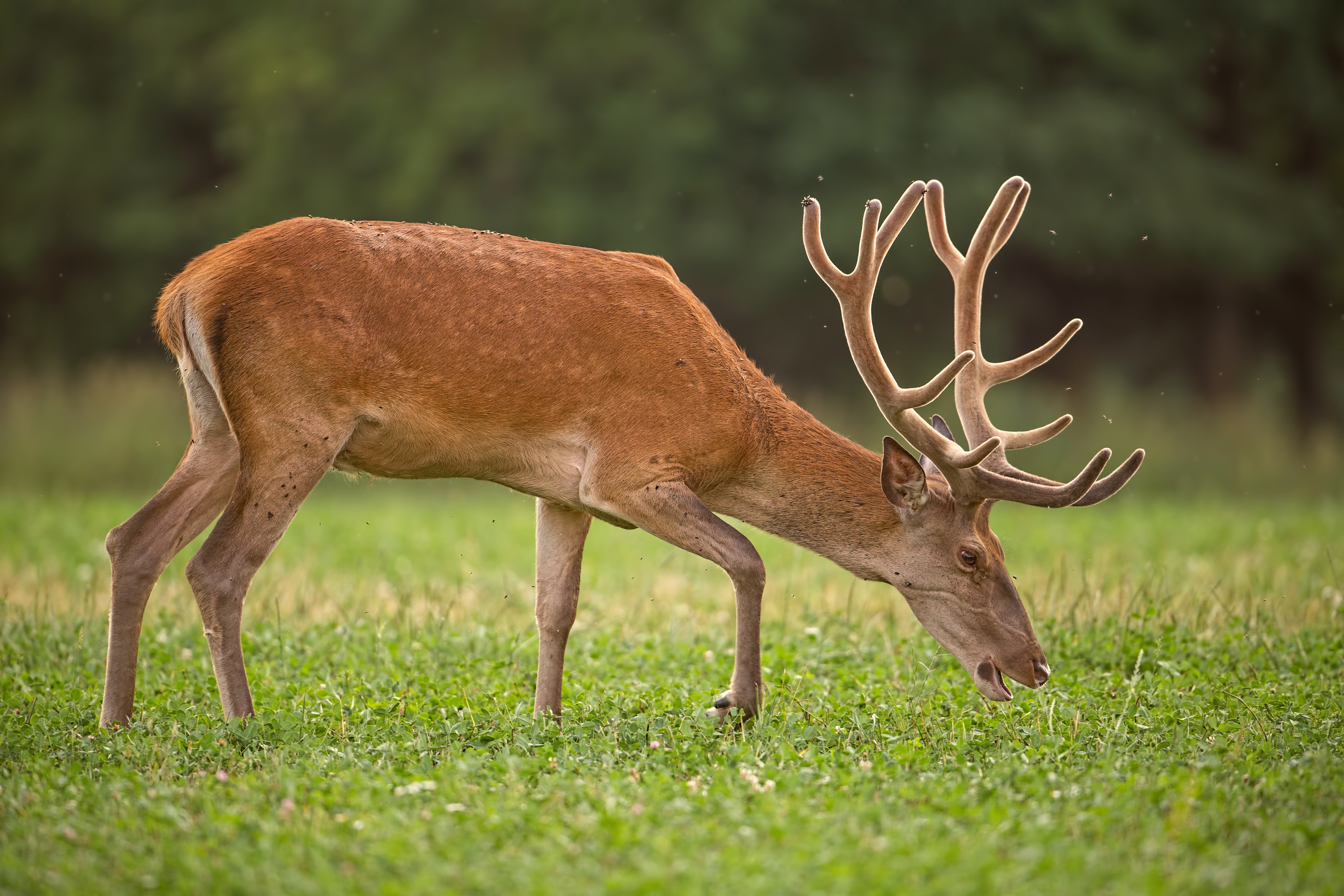 A Closer Look at This Natural Trend: Is Deer Velvet Antler Extract the New Collagen? - Antler Extracts
